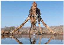 Art Prints of Giraffe drinking water