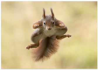 Art Prints of Squirrel ninja