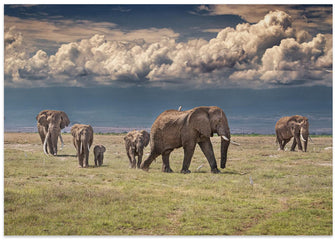 Art Prints of Amboseli wonderland