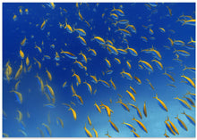 Art Prints of FiSh FrEnZy