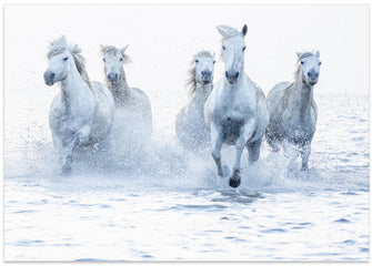 Art Prints of Horses on the Run