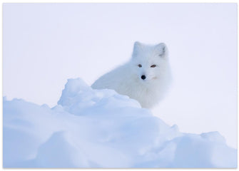 Art Prints of White fox