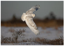 Art Prints of Snowy Owl