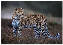 Art Prints of Leopard on the prowl