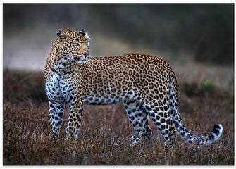 Art Prints of Leopard on the prowl