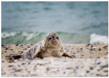 Art Prints of Seal on the beach