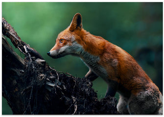 Art Prints of Red fox on patrol