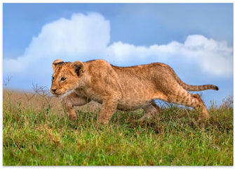 Art Prints of Lion cub on the prowl