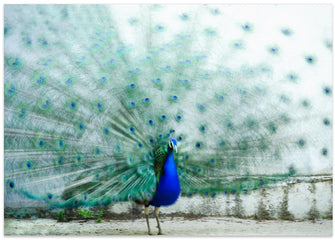 Art Prints of Peacock