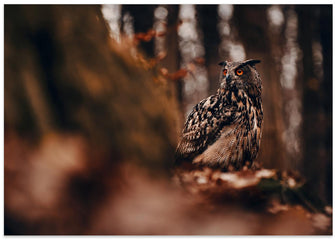 Art Prints of Eurasian eagle-owl (Bubo bubo)