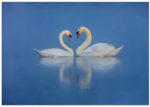 Art Prints of Swan's Love