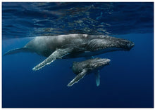 Art Prints of Humpback whales