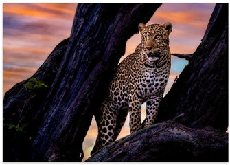 Art Prints of Leopard on the tree