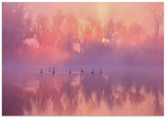 Art Prints of Swan Lake Sunrise