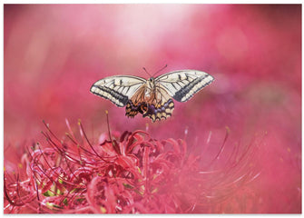 Art Prints of Fly gracefully