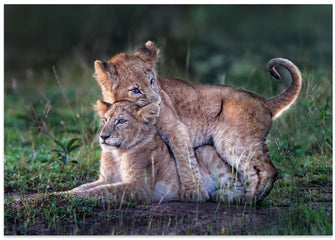 Art Prints of Playful lion cubs