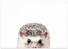 Canvas Art Print Peeking Hedgehog