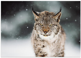 Canvas Art Print The Eurasian lynx (Lynx lynx)