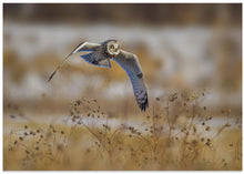 Canvas Art Print Short eared owl