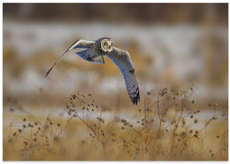 Canvas Art Print Short eared owl