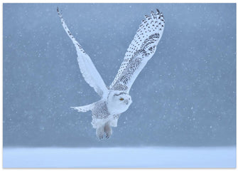 Canvas Art Print Snowy Owl