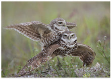 Canvas Art Print Burrowing Owl Love