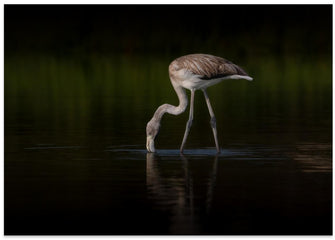 Canvas Art Print Greater Flamingo