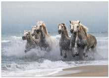 Canvas Art Print Wild horses