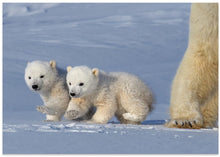 Canvas Art Print Two polar bear cubs