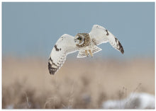 Canvas Art Print Short-eared Owl