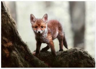 Canvas Art Print Little red fox