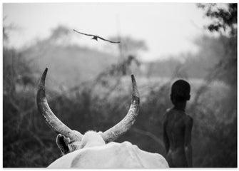 Art Prints of Boy and Cow