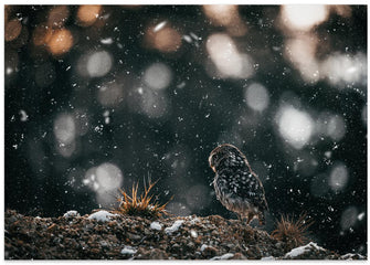 Canvas Art Print The little owl (Athene noctua)