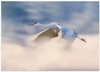 Canvas Art Print Sandhill Crane Flying in Clouds