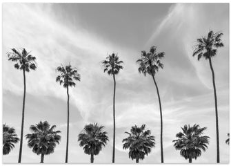 Art Prints of Palm Trees in La Jolla, California