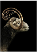 Art Prints of big horn sheep