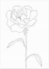 Art Prints of Peony Lines