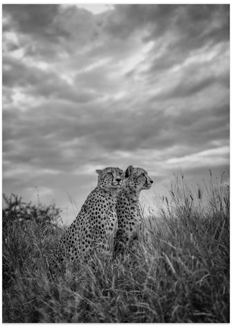 Art Prints of CHEETAH DREAMS