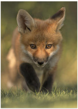 Art Prints of Red Fox Kit