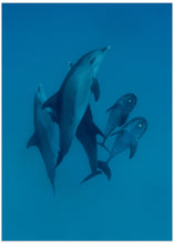 Art Prints of Dolphins 6