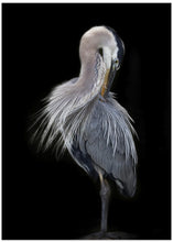 Art Prints of The Elegant Great Blue Heron