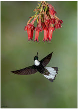 Art Prints of Collared Inca