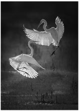 Art Prints of The dance of egrets