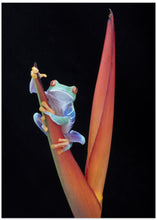 Art Prints of Red Eyed Tree Frog on a Tropical Flower