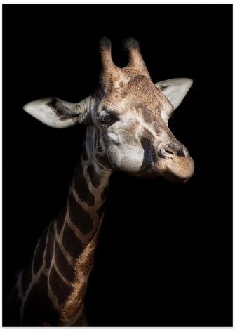 Art Prints of Giraffe in low key