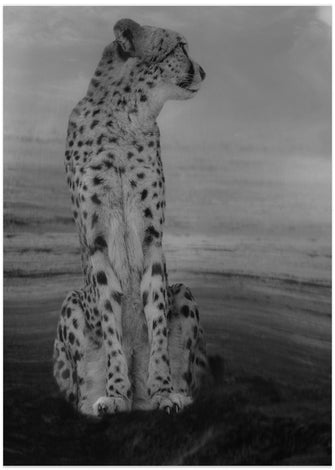 Art Prints of Cheetah on the Watch