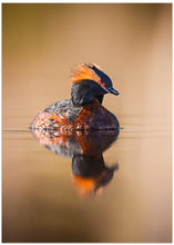 Art Prints of Horned grebe with reflection on a mirror like pond