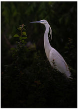 Art Prints of Little egret