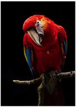 Art Prints of Portrait of Scarlet Macaw