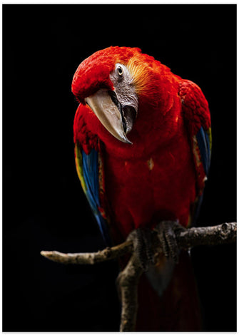 Art Prints of Portrait of Scarlet Macaw